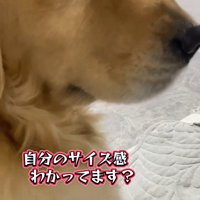 ゴールデンレトリバーのメルちゃん
