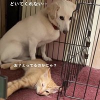 寝転ぶ子猫と犬