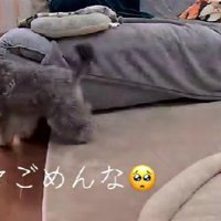 「やっぱり謝ろう！」