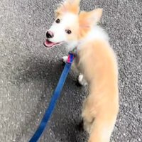 飼い主さんを見るソラくん