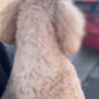 車に乗ったおばあちゃんを見て細い声をあげる犬