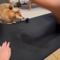 犬のマズルにぶつかって転がっていくボール