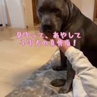 子守犬のハルクくん