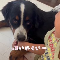 吸いづらそうなマロンちゃん