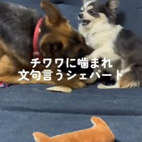 ちょっかいを掛けると…
