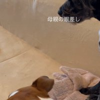 母親のように見守ってくれています♡