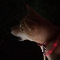 遠吠えする柴犬