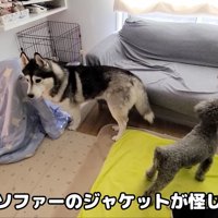 「ジャケットにいる！！」