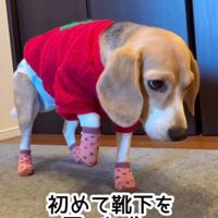 靴下に初挑戦！！