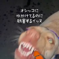 顔がコワイひまわりちゃん