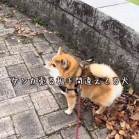 唸るあずきちゃん