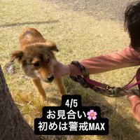 首を撫でられる犬