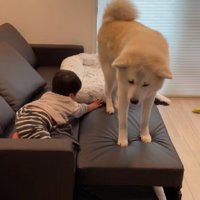 なぜか困惑する凛太郎くん