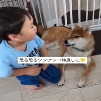 男の子と犬が見つめ合う