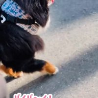 散歩を再開する超大型犬