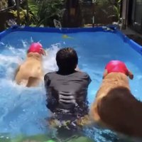 一緒にダイブする人と犬