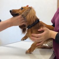 チョコちゃんはものすごく逃げ腰