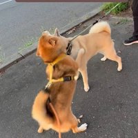 お友達に会った時のぽんた君9