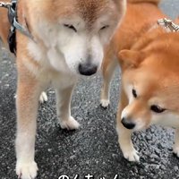 いつまでもニオイを嗅いでいた