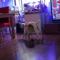 妹犬を背中に乗せたまま回る姉犬
