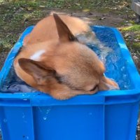 気持ちよさそうなぷりんちゃん