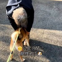 足の間に挟まる柴犬さん
