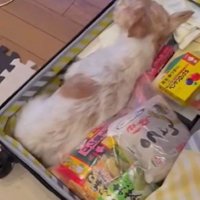 「準備OK！いつでも出発できるよ～」