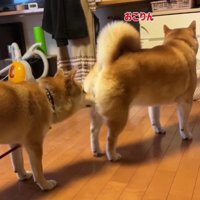 次女と三女のワンプロ