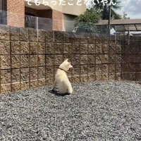 親戚のおじさんを見送るおもちちゃん