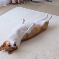 後ろ足