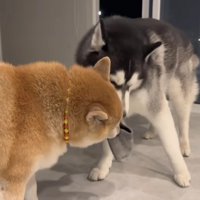 今でもじゃれあいは欠かせない
