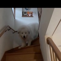 階段を下りてくる犬