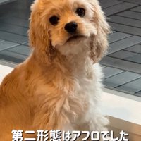 アフロのパルちゃん