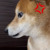 女性から視線を逸らす犬