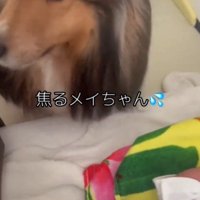 赤ちゃんから離れる犬