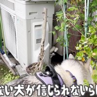 「本当に吠えないの…？」