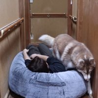 パパさんが避けてから通過