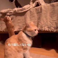 室内でそれぞれに過ごしている3頭の猫