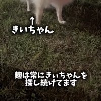 カメラを見つめる小型犬
