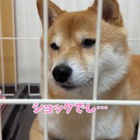 業者さんが来た日のはなちゃん8