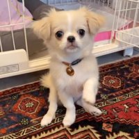 前足を上げる犬