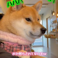 犬の横顔2