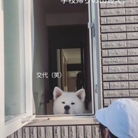 秋田犬のお見送りとお出迎え10