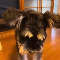 大袈裟にくしゃみをするミニチュアシュナウザー