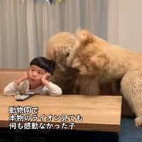 大型犬もライオンも怖くない