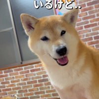 話しかけてくる飼い主を見つめる犬