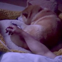 仲良く添い寝…