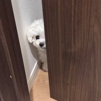 ストーカー