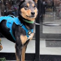 この子を幸せにしてあげたい