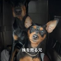 クレートの中の小型犬と大型犬